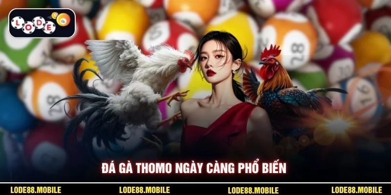 Đá gà Thomo ngày càng phổ biến