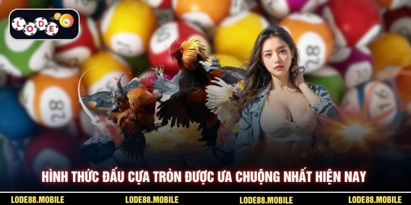 Hình thức đấu cựa tròn được ưa chuộng nhất hiện nay